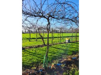 Overig kleinfruit Kiwibes planten 6 jaar