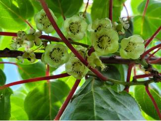 Overig kleinfruit Kiwibes planten 6 jaar