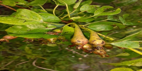 Hagelschade fruit nu al ‘ongekend’