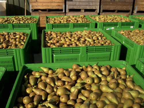 "Na een jaar met mooie hardfruitprijzen hoop ik niet dat telers overmoedig worden"