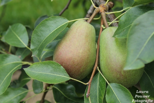 Fruittelers wapenen zich tegen steeds extremer weer