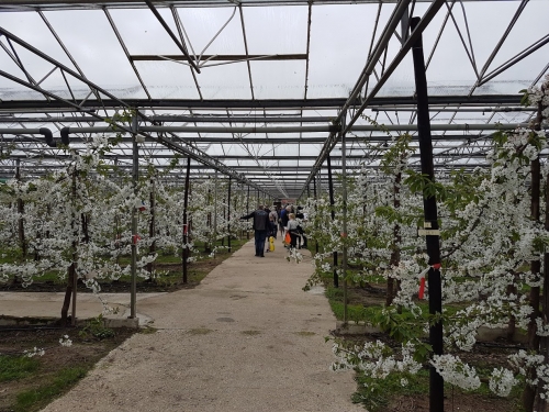 Kersen in de kas: in Opijnen groeien 1400 fruitbomen al meer dan twintig jaar onder glas