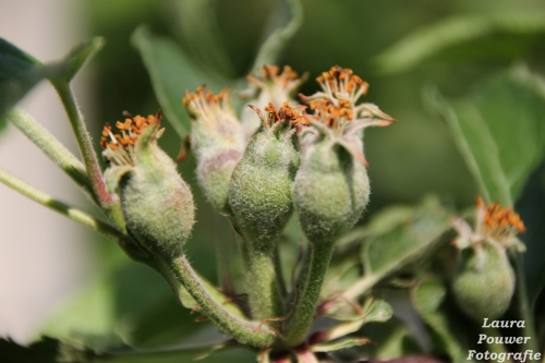 "Bacteriële infectie bedreigt Limburgse perenbomen"