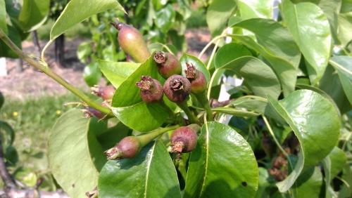 Zangvogels frustreren Zeeuwse perentelers