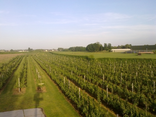 Het regent al sinds het najaar non-stop en dat heeft grote gevolgen: ‘Honderden fruitbomen dood’