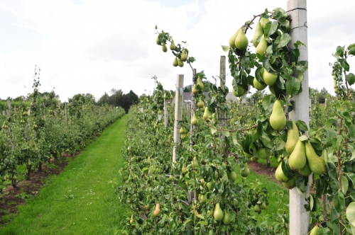 "Europese Conference productie verschuift, verbreding perensortiment lijkt wenselijk"