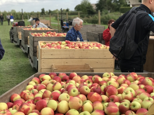 Fruitpluk krijgt startsein met blozende appeltjes