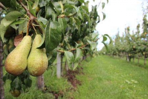 "Natuurlijke uitval met grotere maten en minder volume kan zorgen voor een gunstige markt"