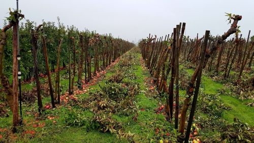 Veertienjarige appelstammen gaan weg voor brandhout