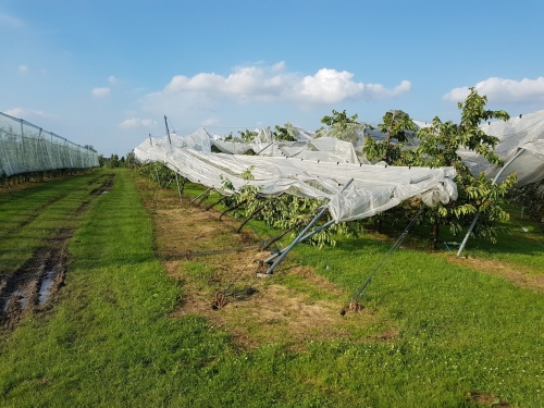 Onderzoeksproject om continuïteit fruitteelt te waarborgen