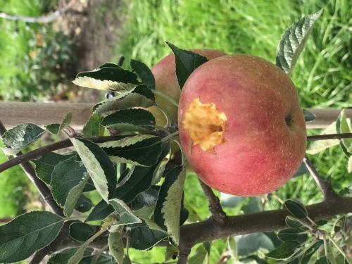 Zorgen over kraaien bij fruittelers Flevoland na jachtbesluit