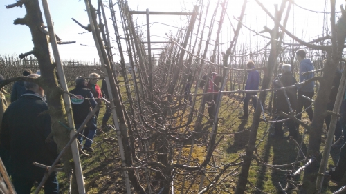 ‘Bij Conference al snel voldoende bloemknoppen’