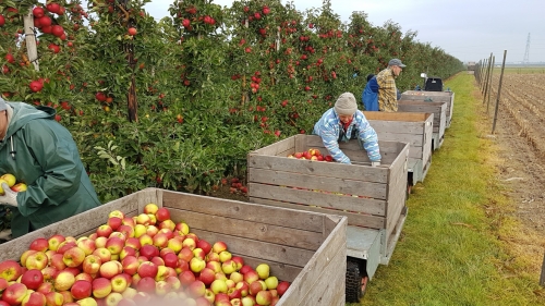 Fruitteelt plukt vruchten van investeringen in goed werkgeverschap