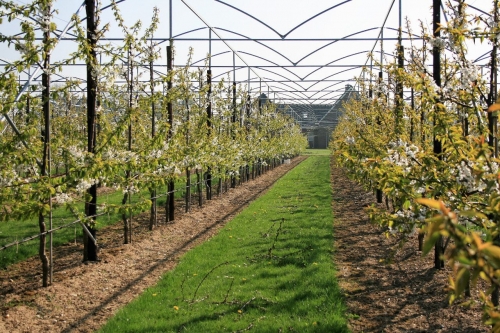 Wiersma neemt slechte regelnaleving in kersenteelt hoog op