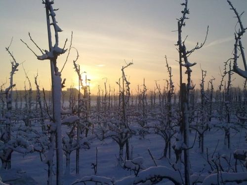 Winter in de boomgaard: verbeterplannen maken