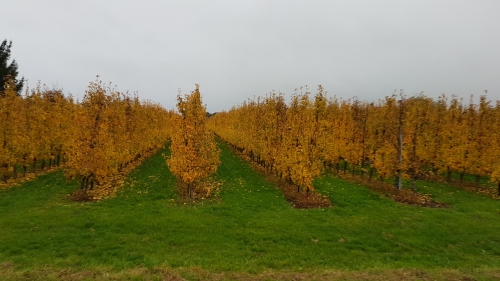 Fors gestegen loonkosten drukken rendement Duitse fruitbedrijven