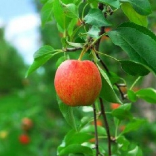 BioMasters wil meer biologische fruittelers aan zich binden