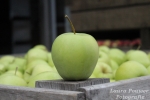 Zorgen over schade door bevers bij Limburgse fruittelers