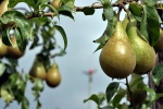 80 procent Noord-Hollandse fruitteeltbedrijven in gemeente Frechterland