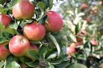 "Opvallend mooie prijzen op het hout voor zowel appelen als peren"