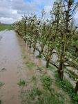 Fruittelers vrezen opnieuw voor boomsterfte door nat weer