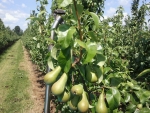Poolse appeltelers planten steeds meer perenbomen